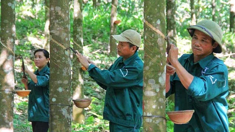 Giá cao su thế giới phá đỉnh 5 năm